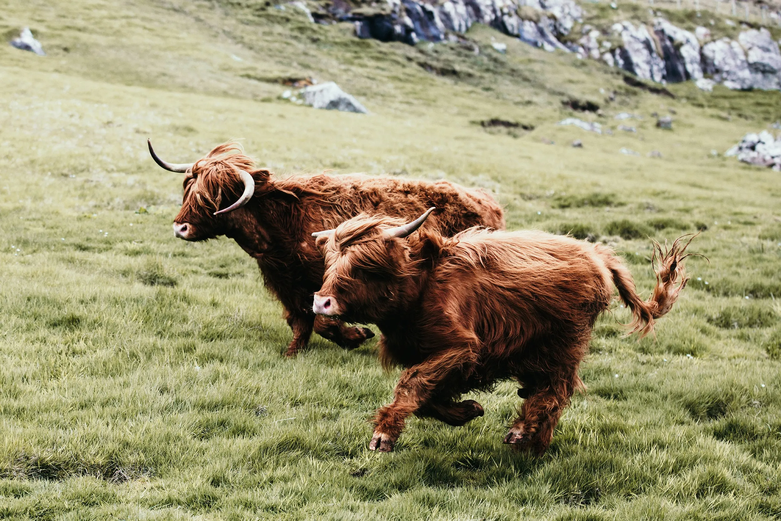 Highland Brothers