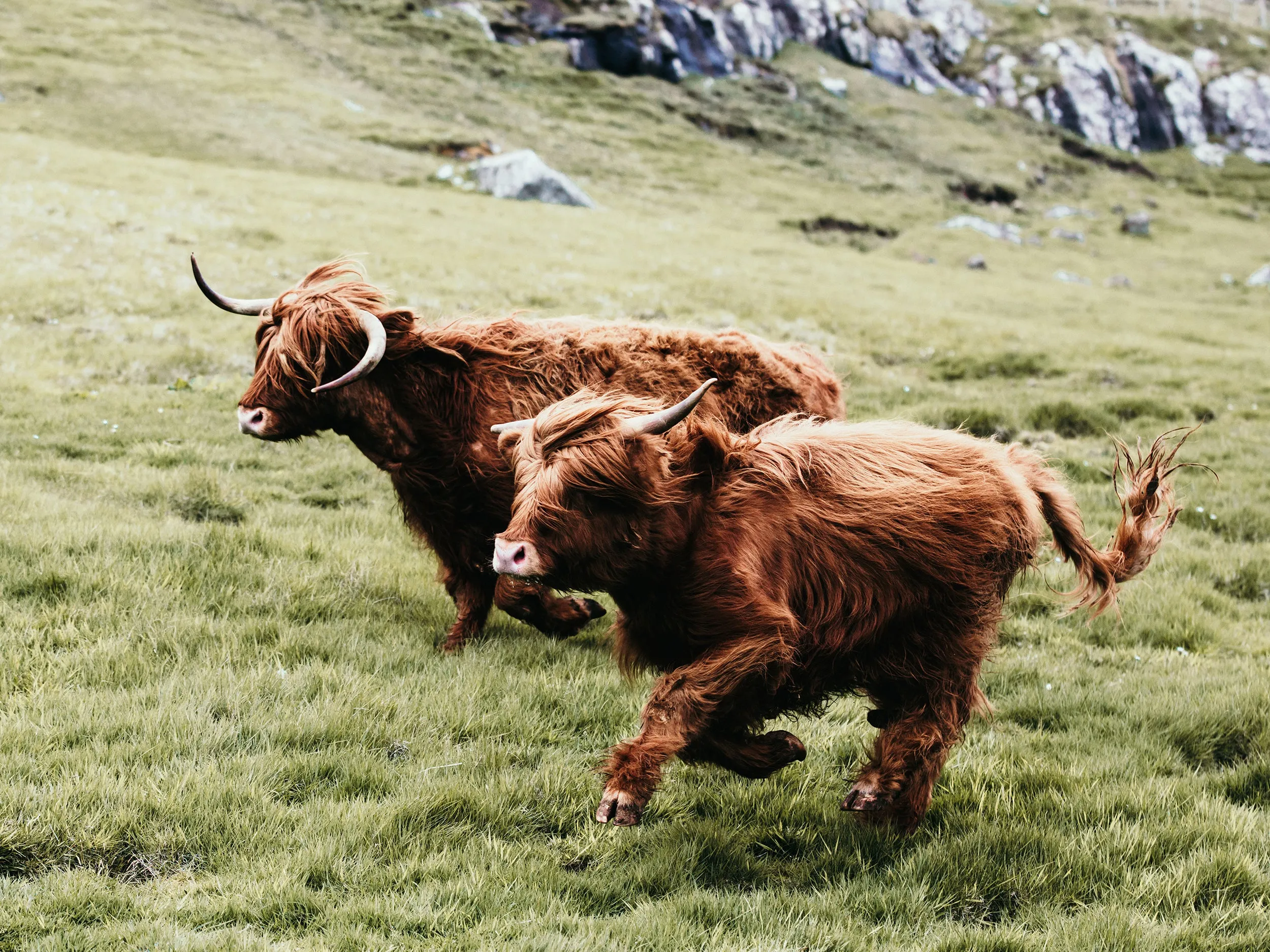 Highland Brothers