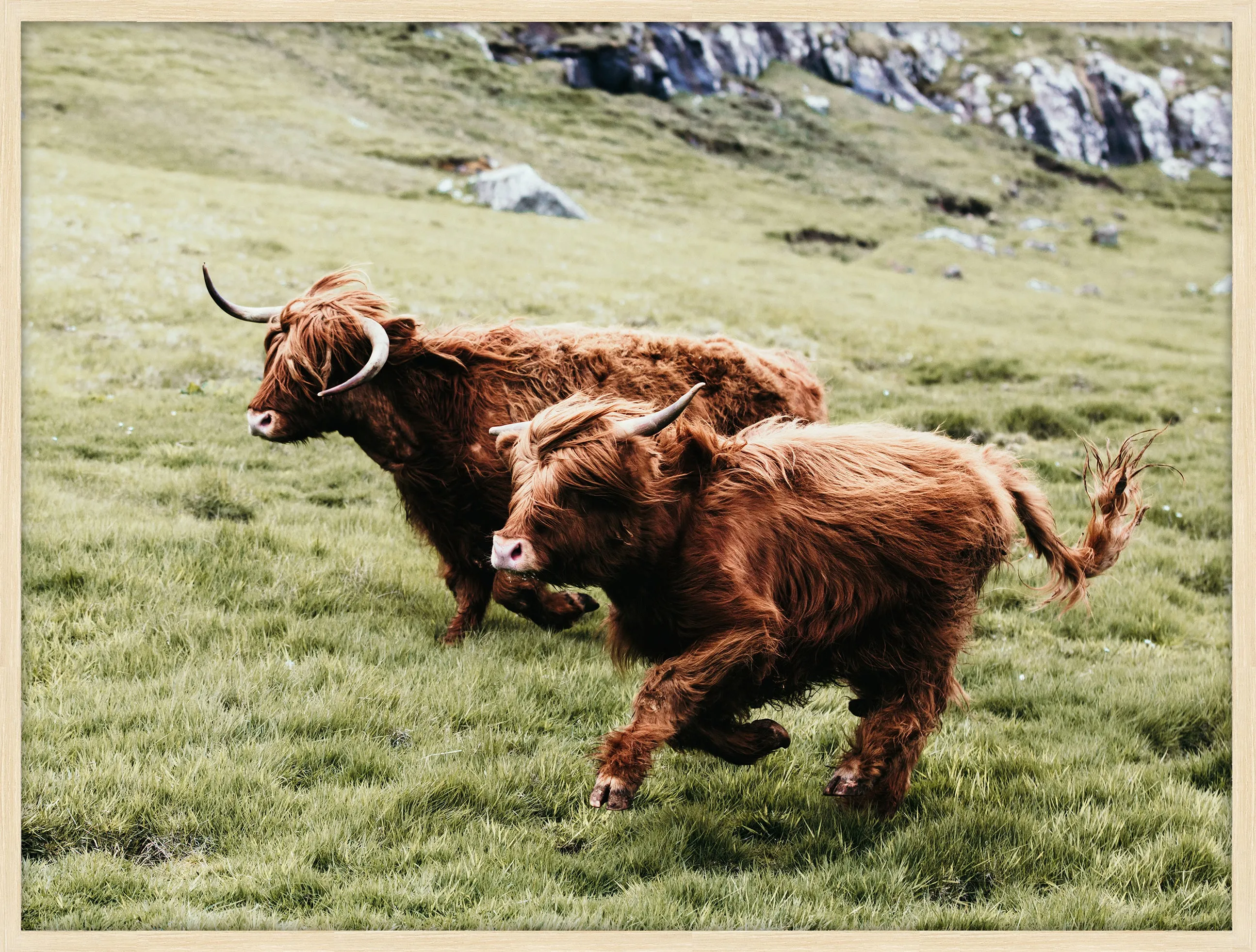 Highland Brothers